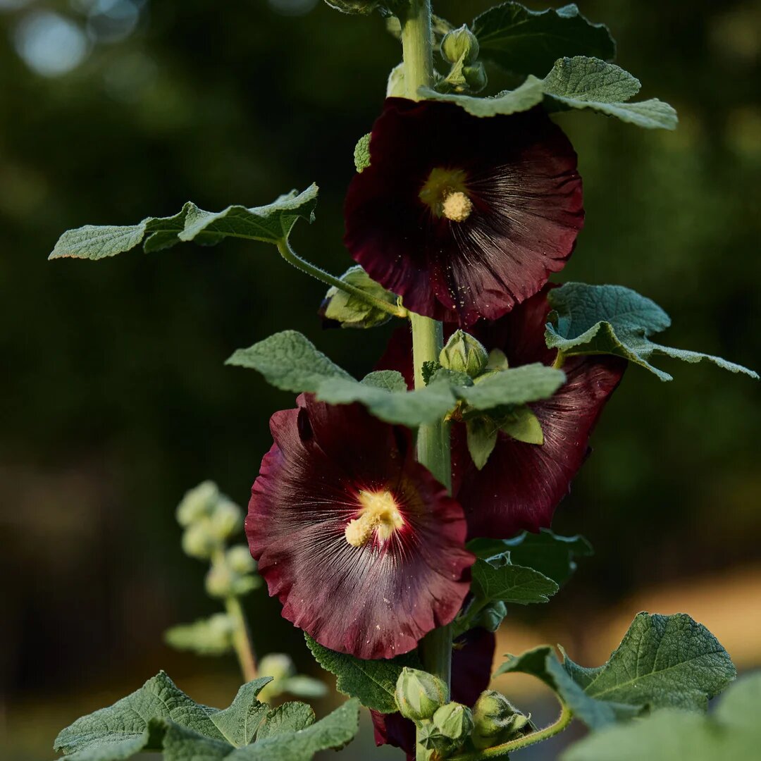 Brown Hollyhock Flower Seeds – Rare Blooming Plants for Balcony and Outdoor Gardens