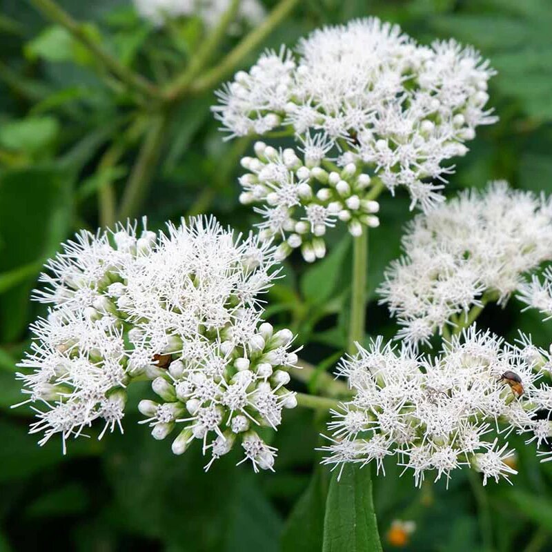 Eupatorium Flower Seeds