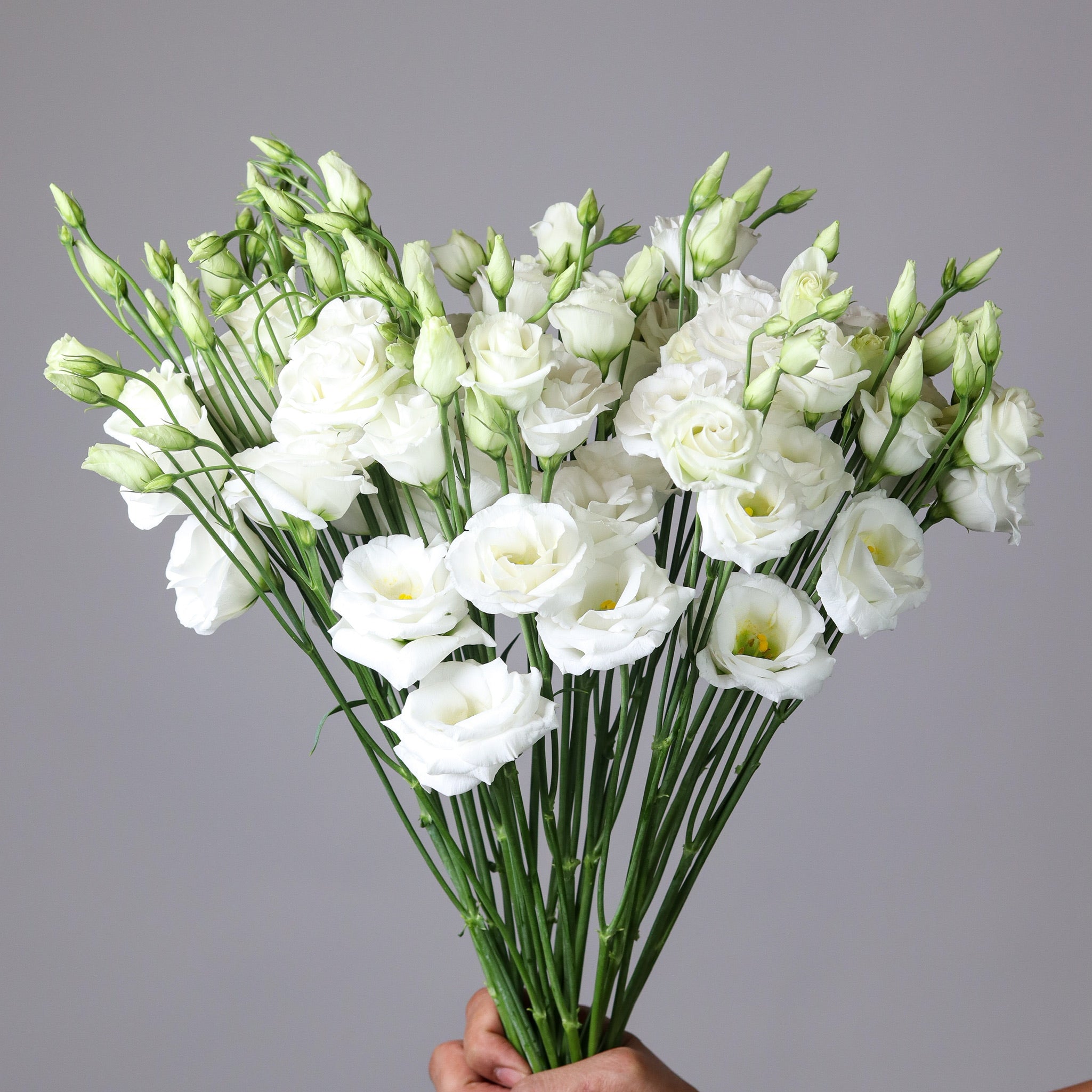 White Eustoma Flower Seeds