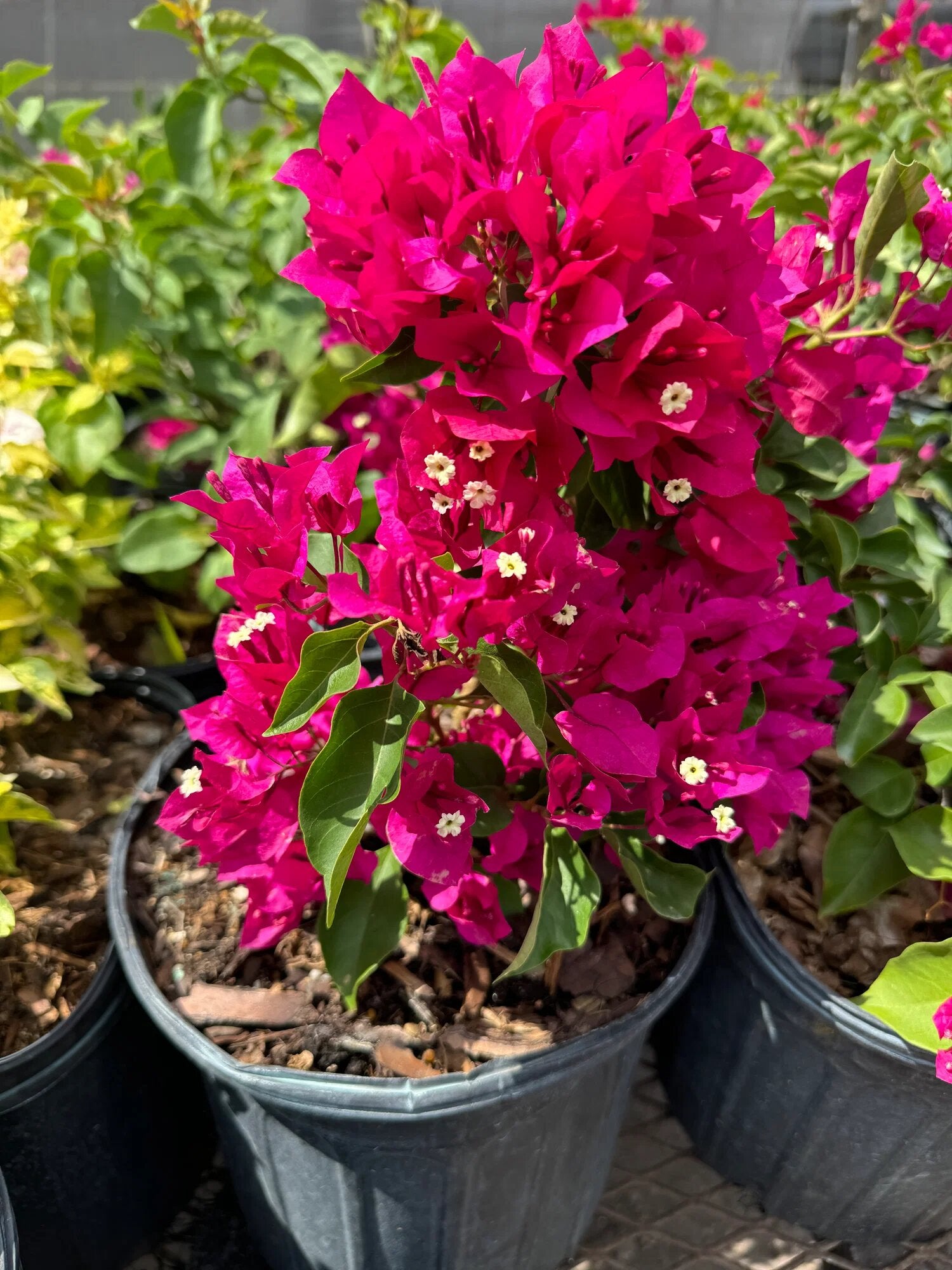 Pink Bougainvillea Flower Seeds - Heirloom Non GMO High Germination Garden Planting Seeds