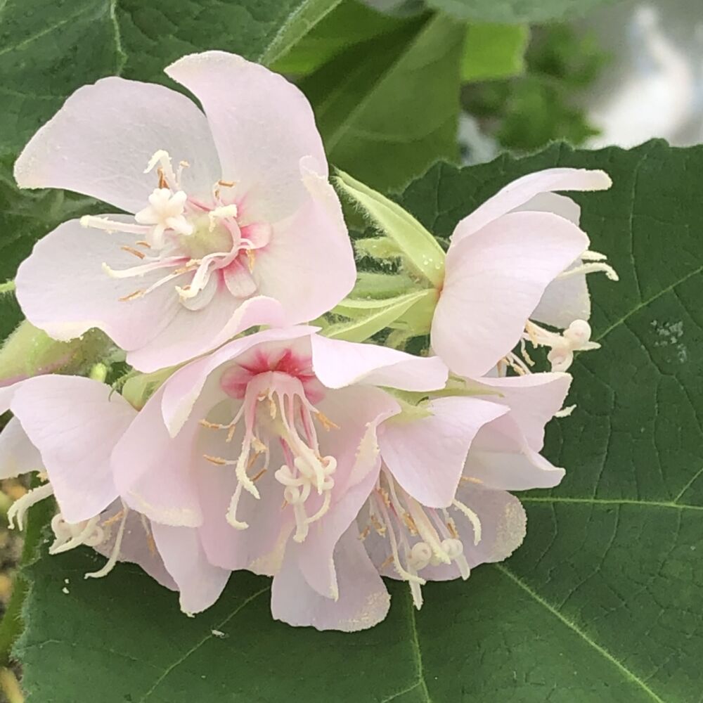 Dombeya Burgessiae Flower Seeds - Heirloom, Non GMO, High Germination, Organic Garden Seeds