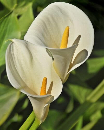 White Calla Lily Flower Seeds