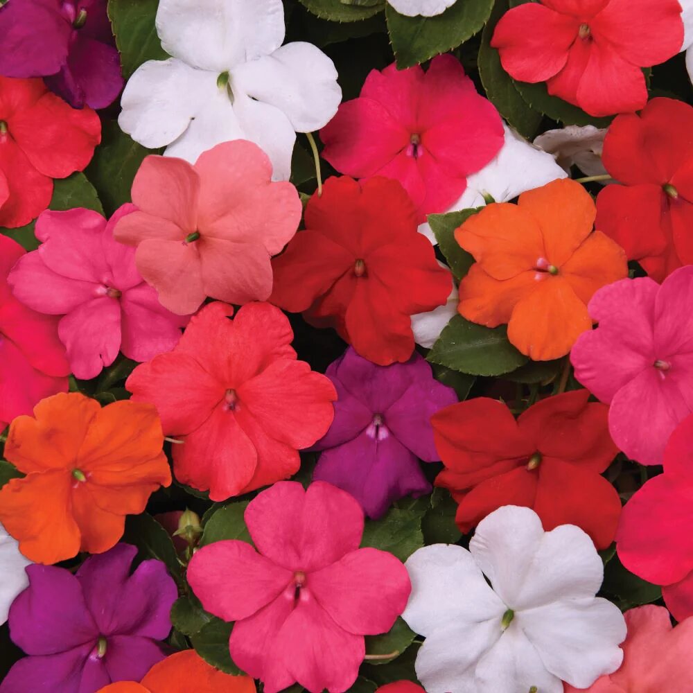 Mixed Impatiens Flower Seeds