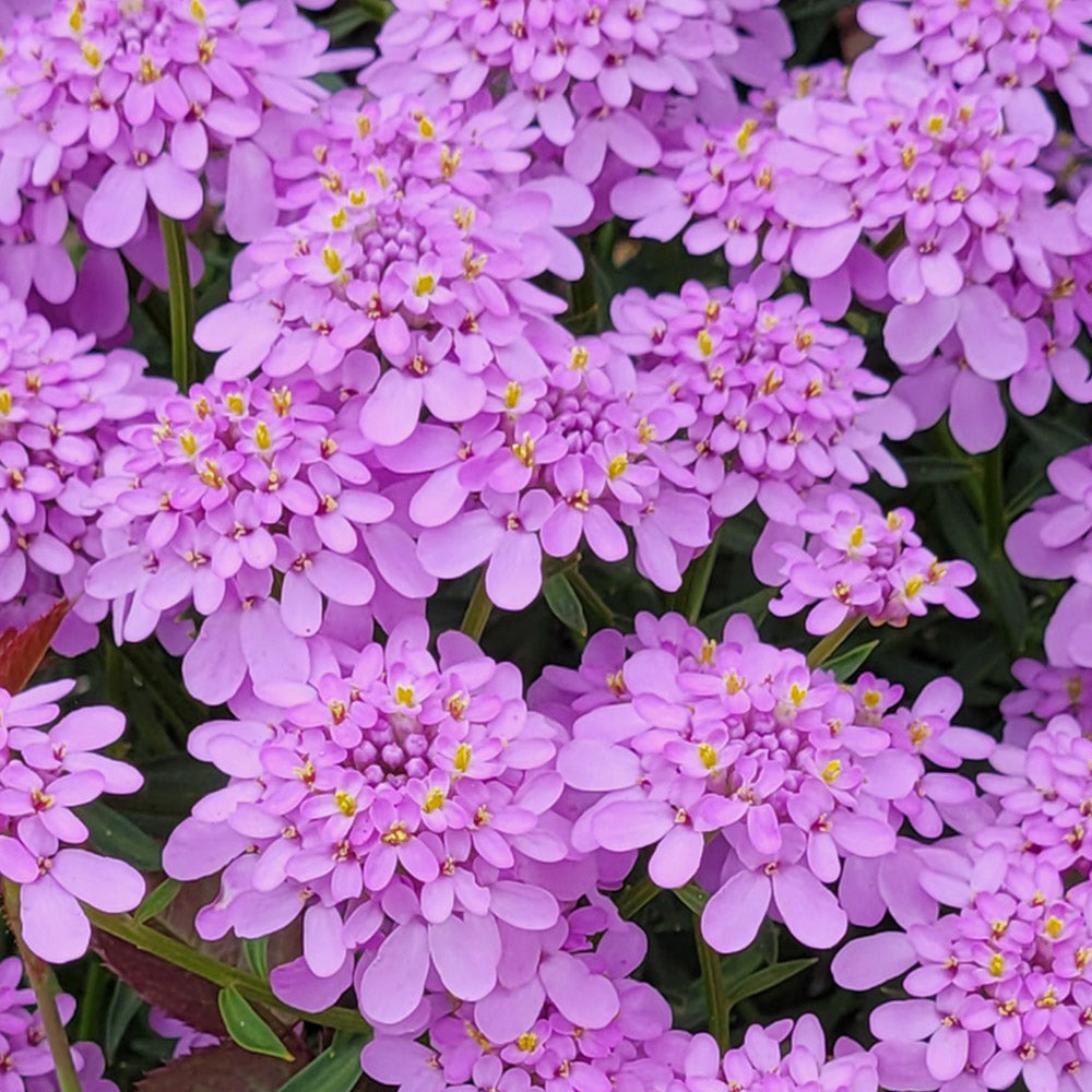 Lavender Candytuft Flower Seeds - Heirloom Non GMO High Germination Garden Planting Seeds