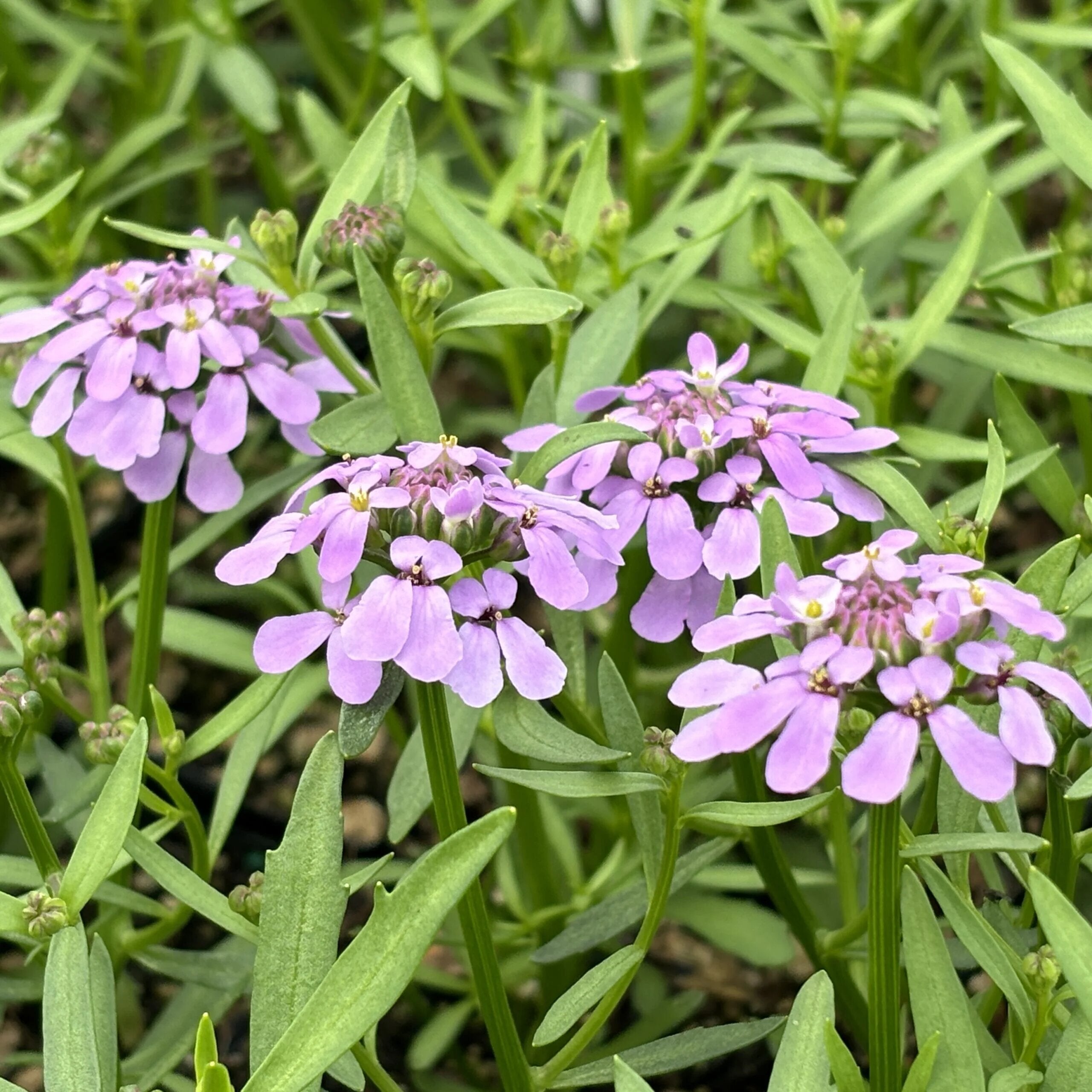 Lavender Candytuft Flower Seeds