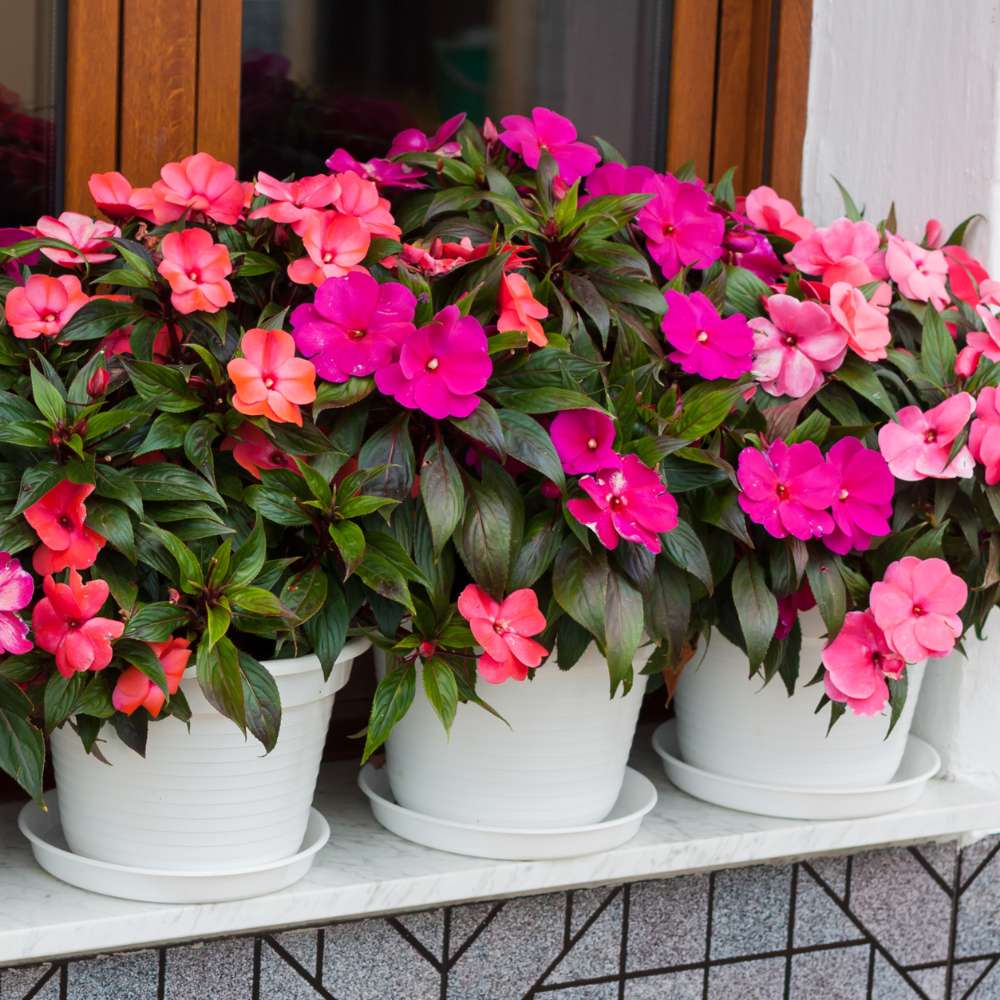 Mixed Impatiens Flower Seeds – Rare Blooming Plants for Balcony and Patio Gardens - Heirloom Non GMO High Germination