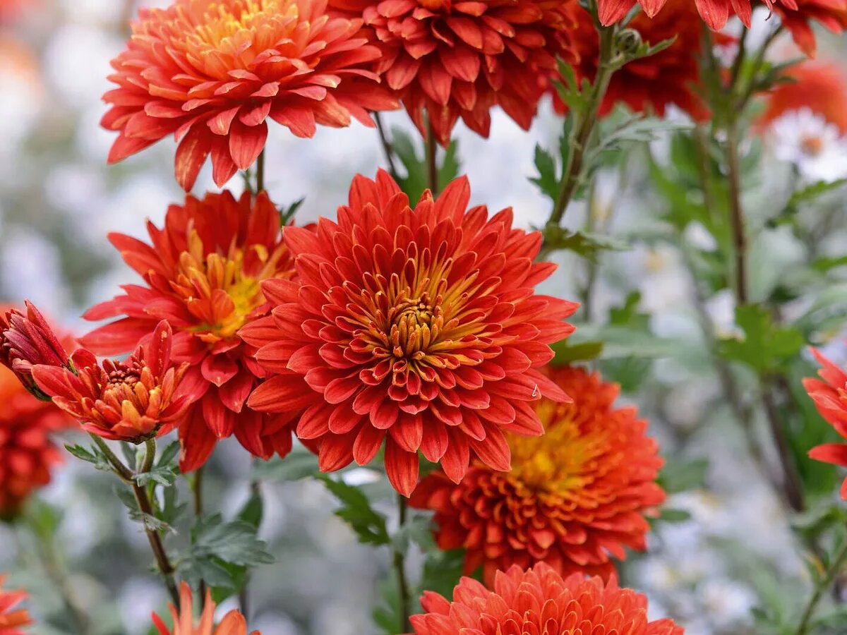 Chrysanthemum indicum hortorum | Heirloom Non Flower Seeds - Heirloom Non GMO High Germination Garden Planting Seeds