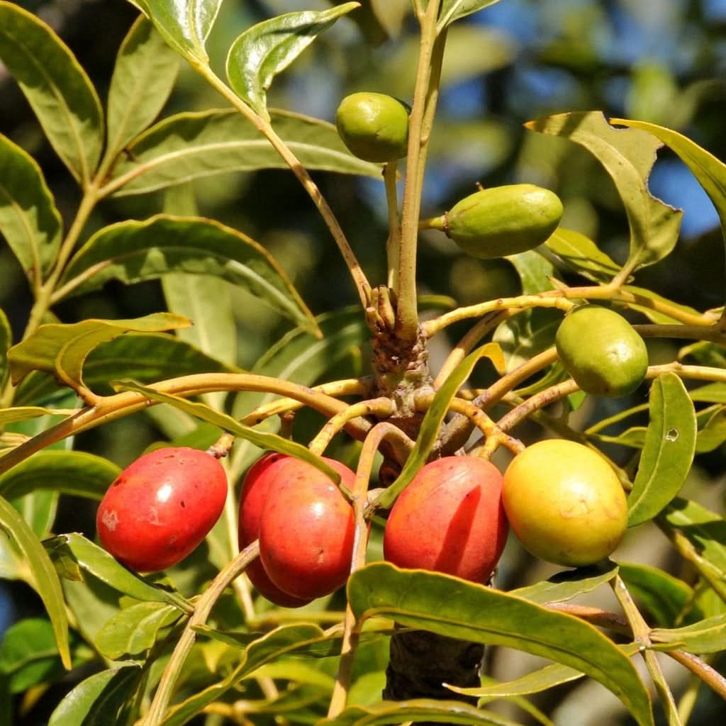 Harpephyllum Caffrum Fruit Exotic And Resilient Trees Fruit Seeds
