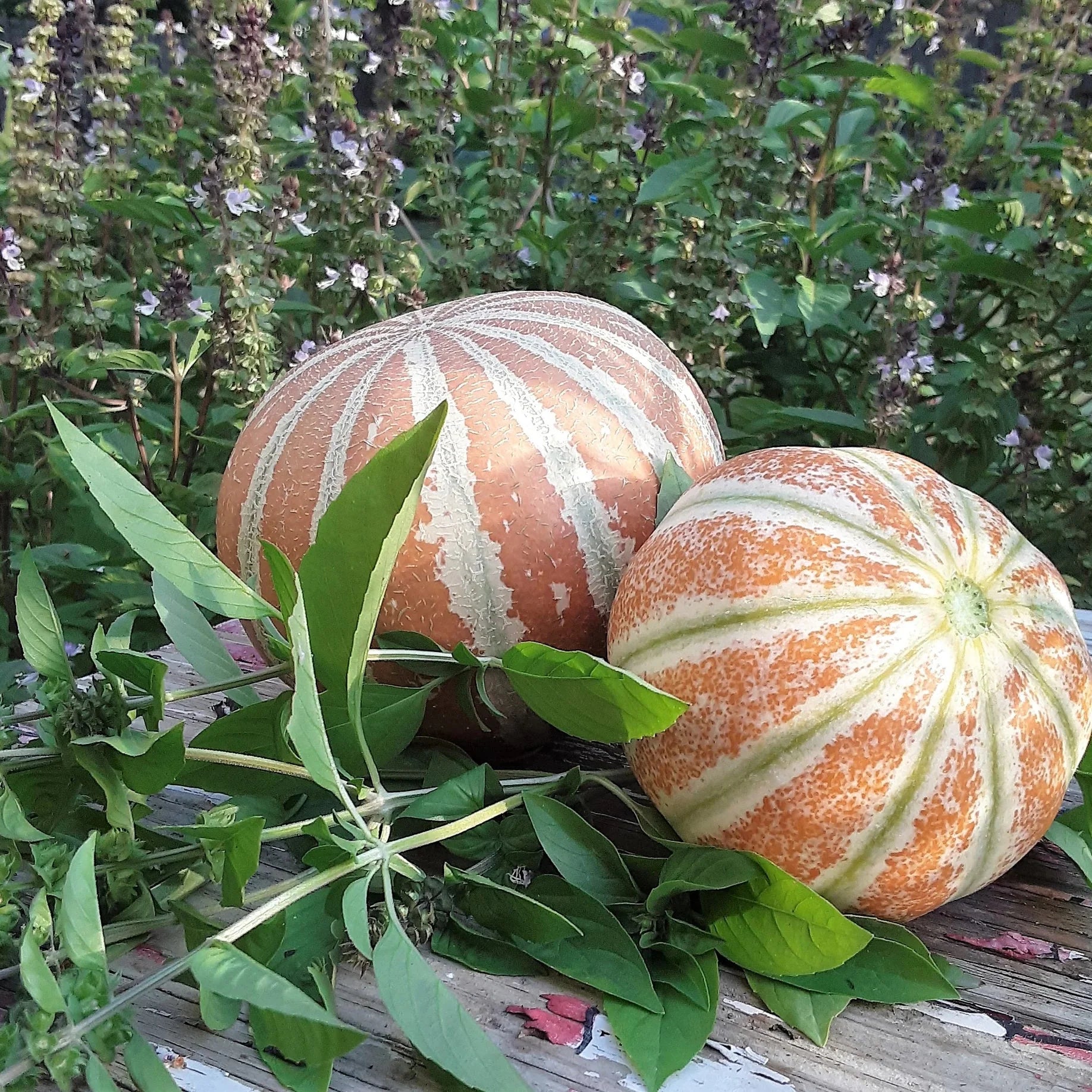 kajari melon cucumis melo fruit in vegetable