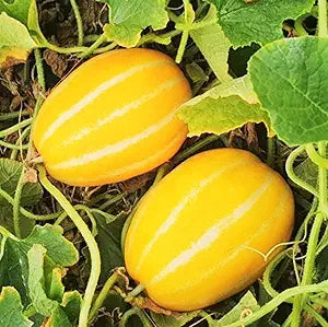 korean melon cucumis melo fruit in garden