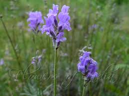Lavender Lavandula Flower Seeds for Planting Heirloom Non - Heirloom Non GMO High Germination Flower Seeds for Organic H