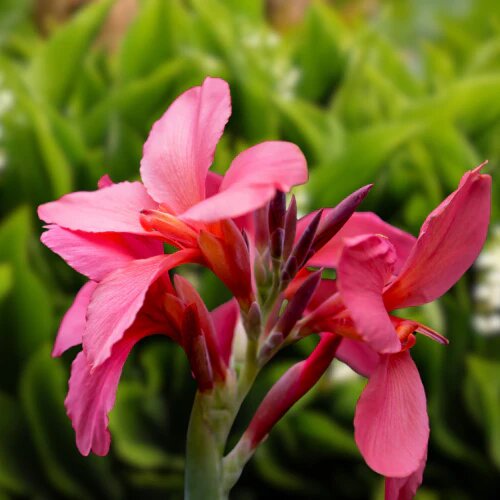 Pink Giant Canna Flower Seeds