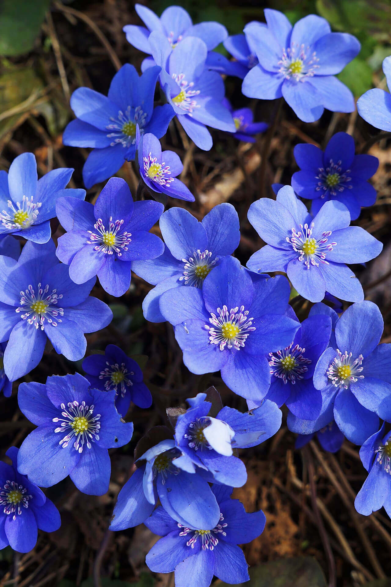 Hepatica Nobilis Flower Seeds - Heirloom, Non GMO, High Germination, Organic Garden Seeds
