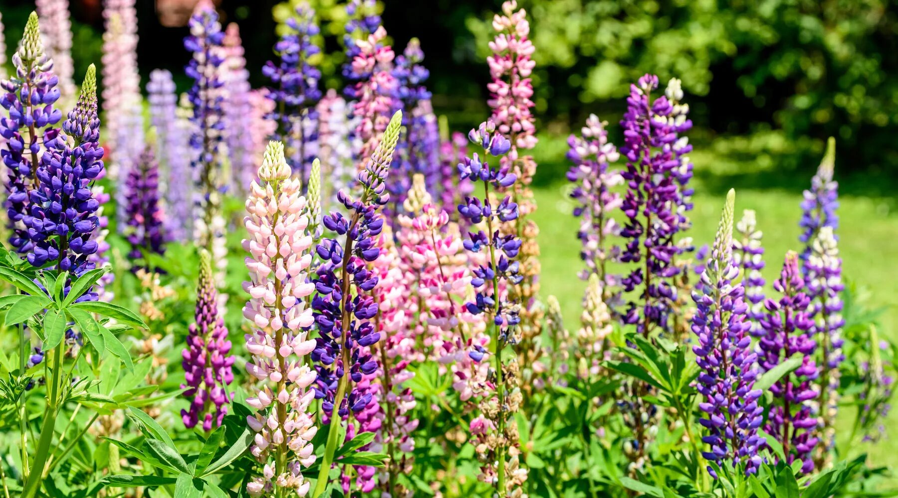 Lupine Flower Seeds - Heirloom Non GMO High Germination Garden Planting Seeds
