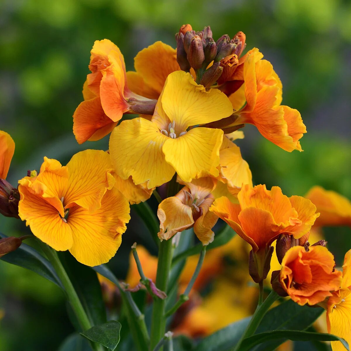 Orange Erysimum Cheiri Flower Seeds – Easy Grow Blossoms for Pots & Backyard Spaces