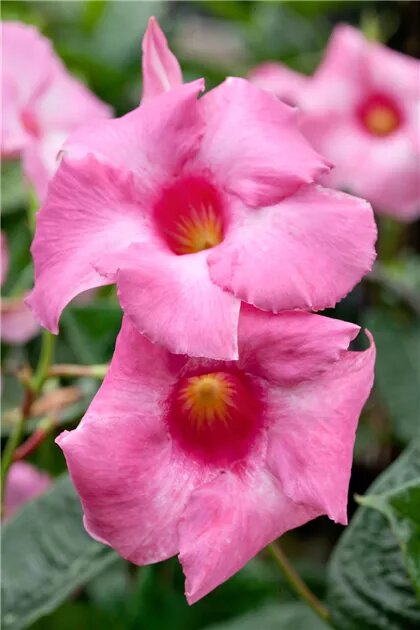Dipladenia Sanderi Flower Seeds
