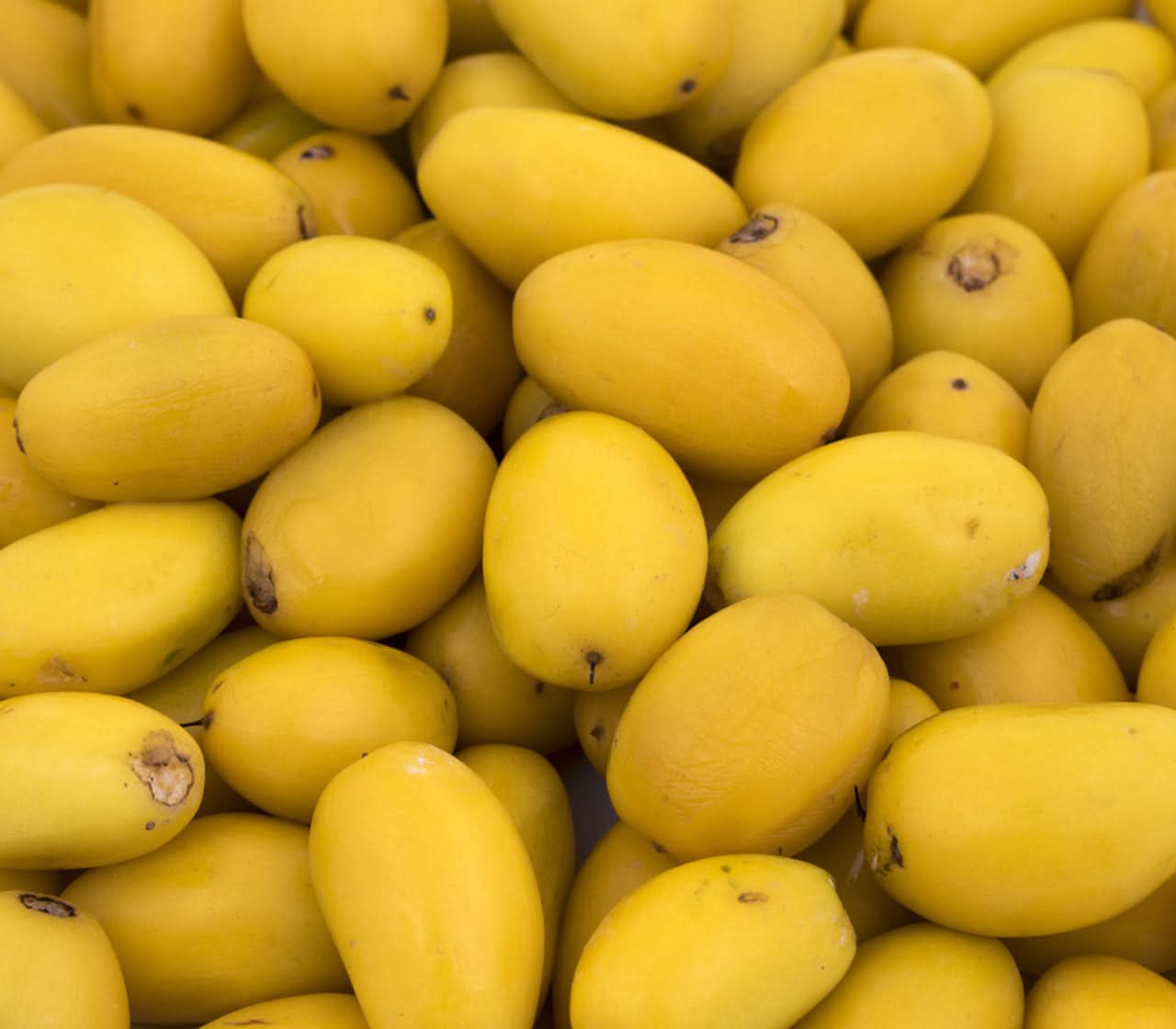 Manilkara Kauk Fruit Collection Sweet Tropical Fruit Seeds