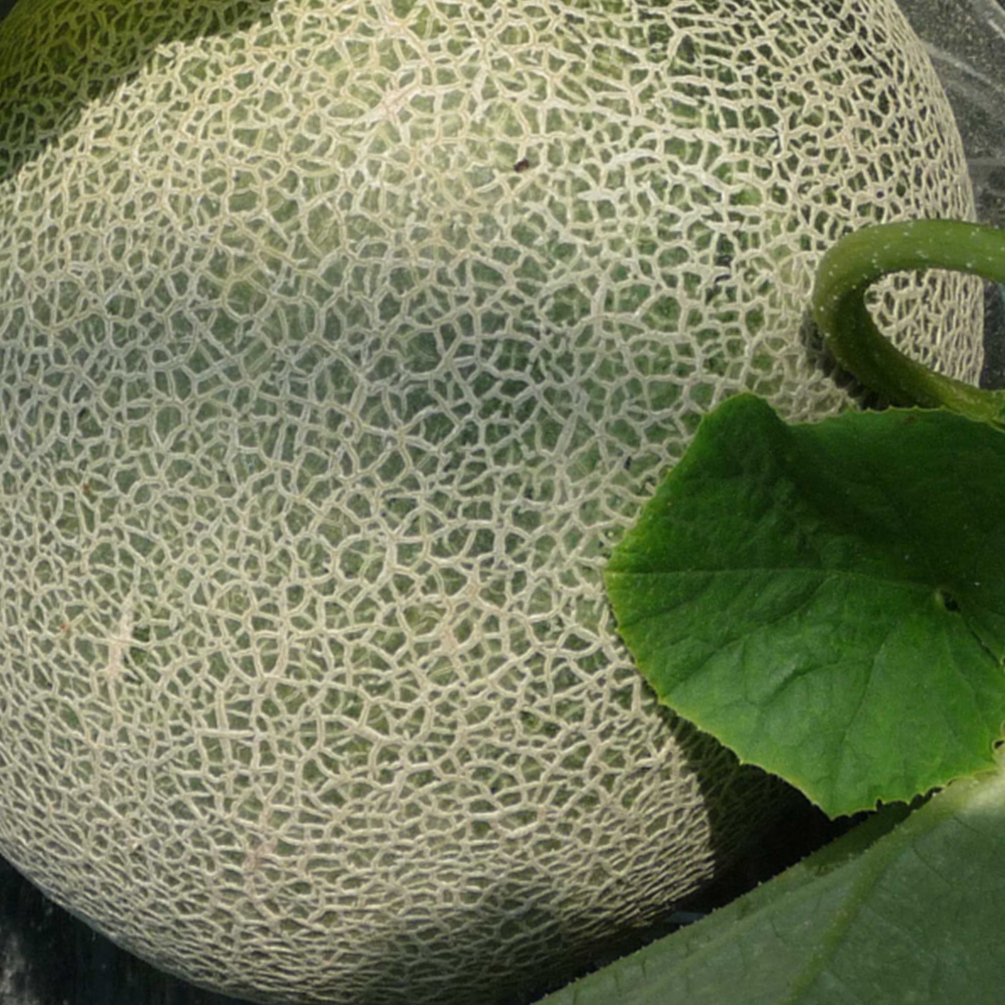 melon mix high organic Fruit Seeds organic garden seeds