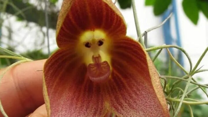 Brown Monkey Face Orchid Flower Seeds