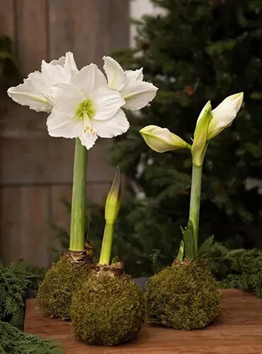 White Amaryllis Flower Seeds