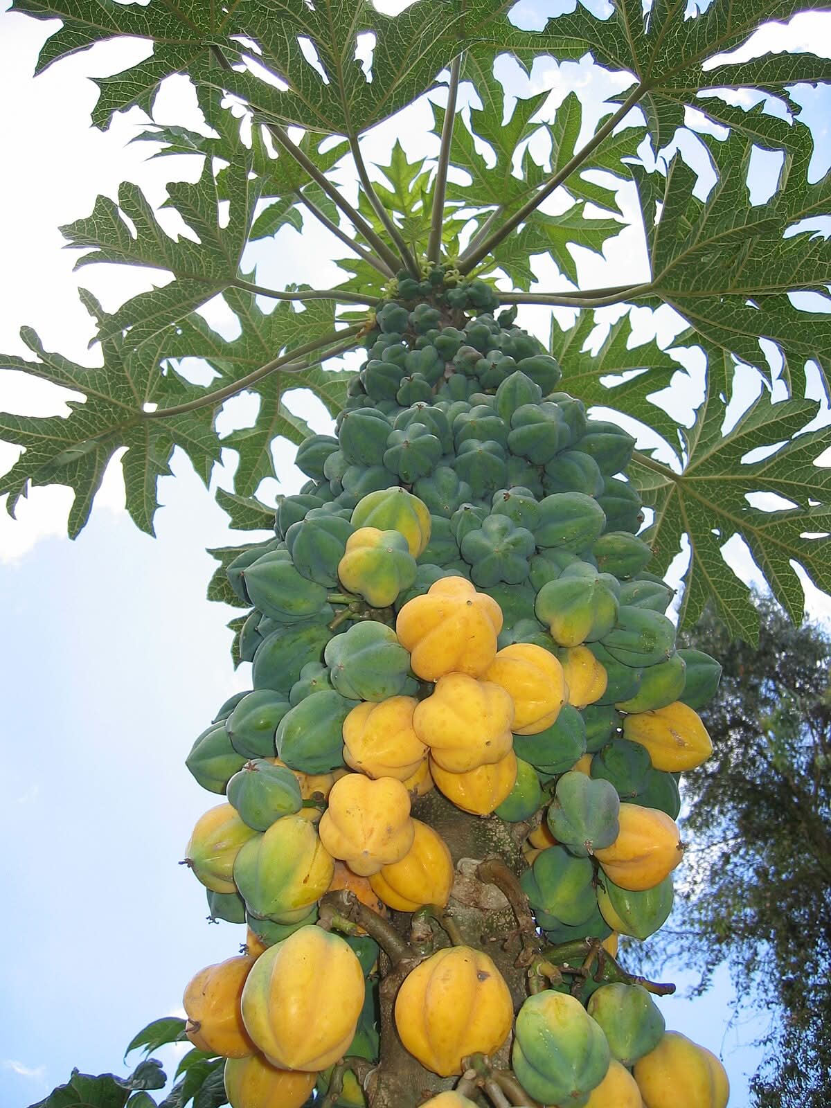 mountain papaya vasconcellea pubescens fruit tree for planting high yield excellent quality Fruit seeds