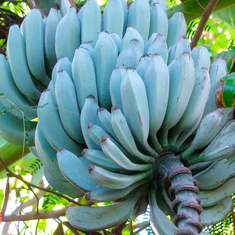 Blue Java Banana Ice Cream Fruit Tropical Flavor From Your Fruit Seeds