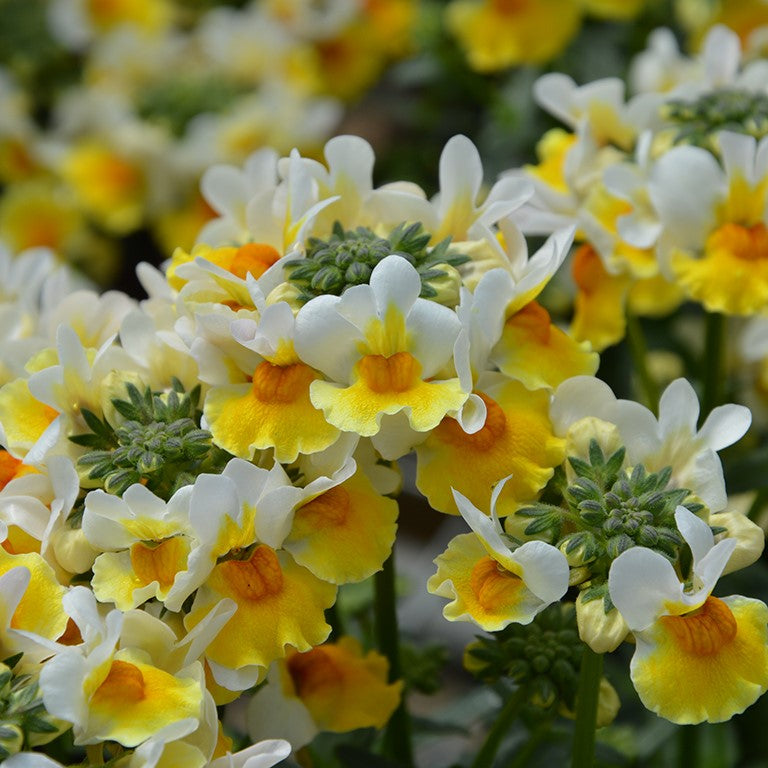 White Yellow Nemesia Flower Seeds – Rare Blooming Plants for Balcony and Patio Gardening