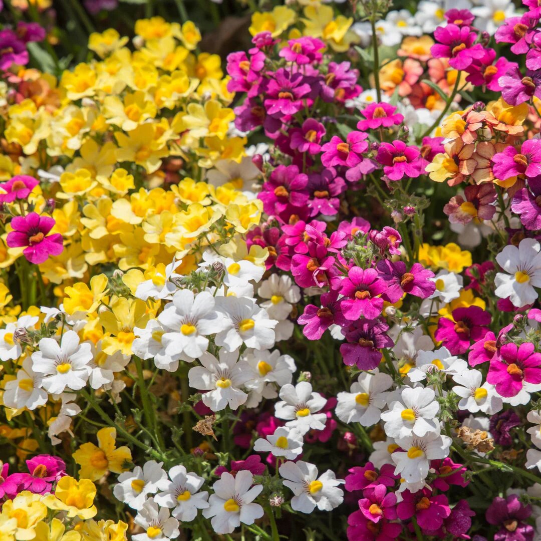 Mixed Nemesia Flower Seeds – Premium Floral Seeds for Decorative Outdoor Landscapes