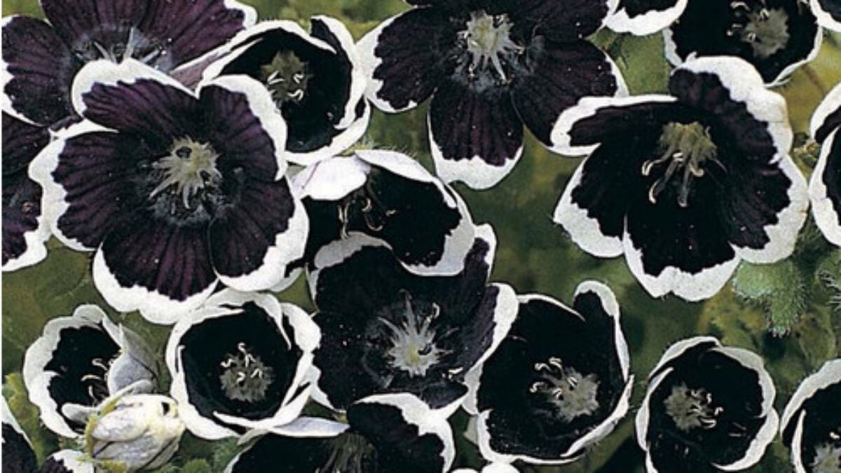 White Black Rose Flower Seeds - Heirloom Non GMO Premium Garden Seeds for Planting