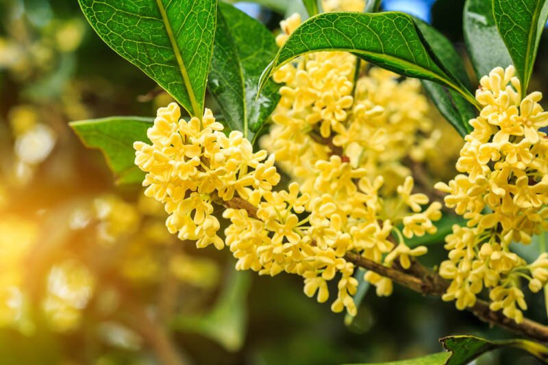 Yellow Osmanthus Flower Seeds – Premium Floral Seeds for Decorative Outdoor Landscapes
