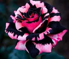 Pink Black Rose Flower Seeds for Planting Heirloom Non-GMO High Germination Organic Garden Seeds Easy Grow Blooms - Heir