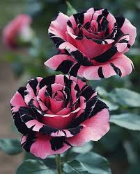 Pink Black Rose Flower Seeds