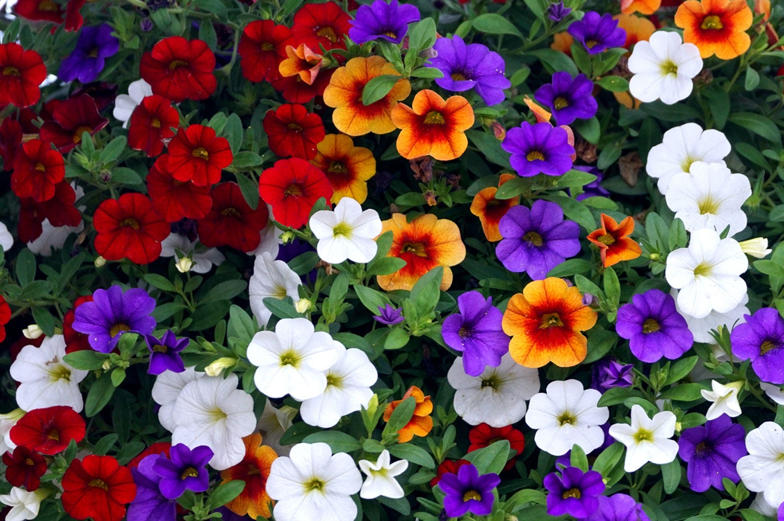 Calibrachoa Flower Seeds 