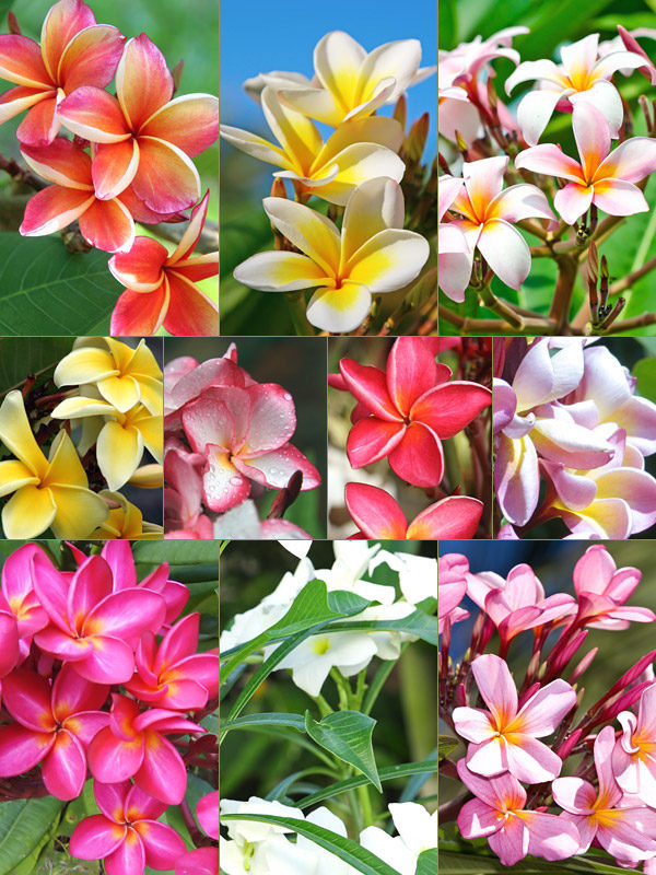 Multi Flower Seeds - Heirloom Non GMO High Germination Garden Planting Seeds
