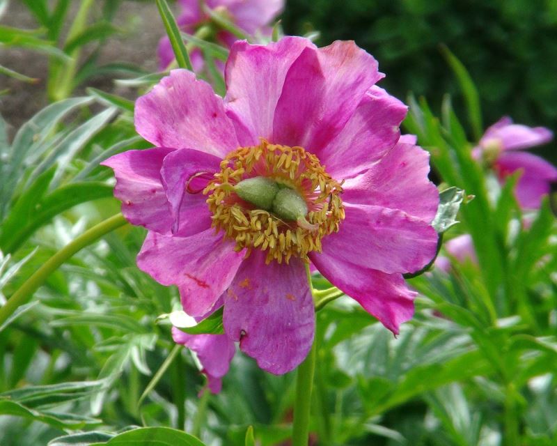 Anomala Flower Seeds