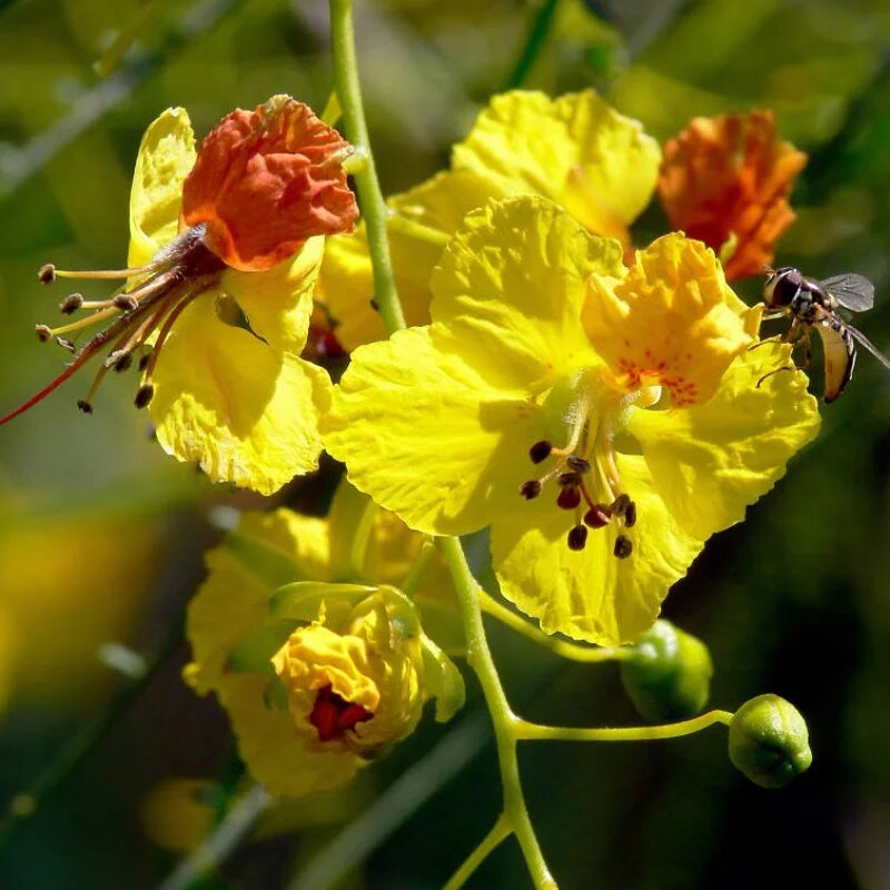 Parkinsonia Flower Seeds – Heirloom Non GMO High Germination Seeds