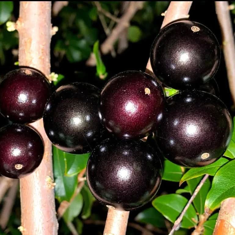 Plinia Jaboticaba Paulista Large Fruited Jabuticaba Fruit For Unique Trees Berry Harvests Fruit Fruit Seeds