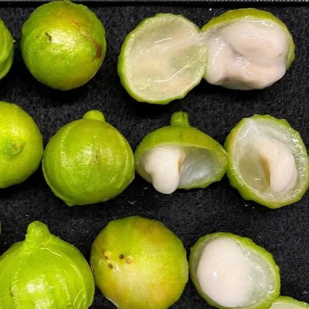 Plinia Phitrantha White Jabuticaba Fruit For Cultivating Sweet And Grape Like Fruits Fruit Seeds