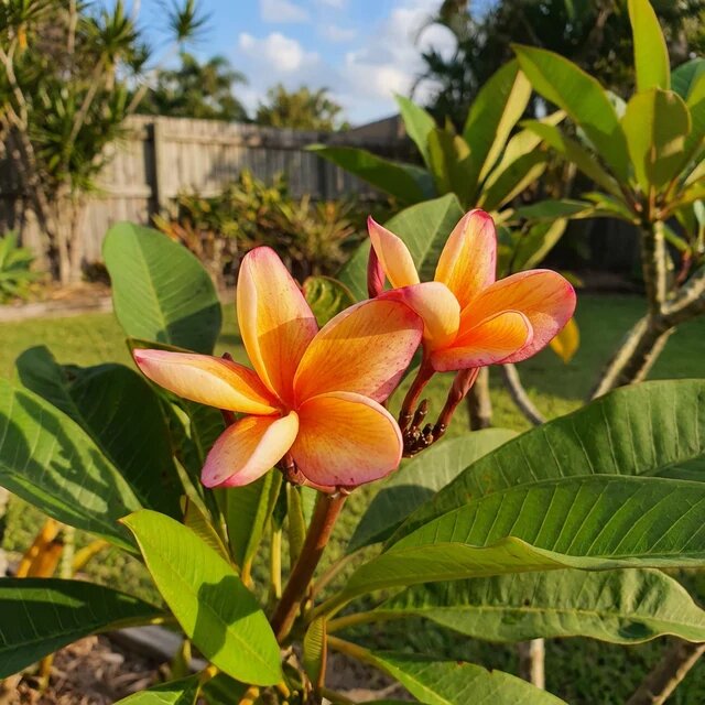 Orange Plumeria Flower Seeds – Premium Floral Seeds for Decorative Home Landscaping - Heirloom Non GMO High Germination