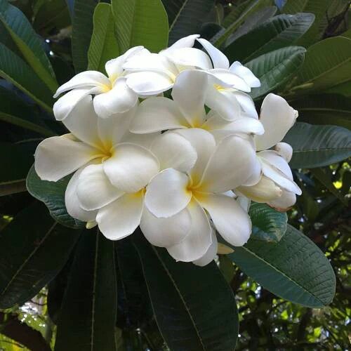 Green White Plumeria Flower Seeds - Heirloom Non GMO High Germination Flower Seeds for Home Garden Planting