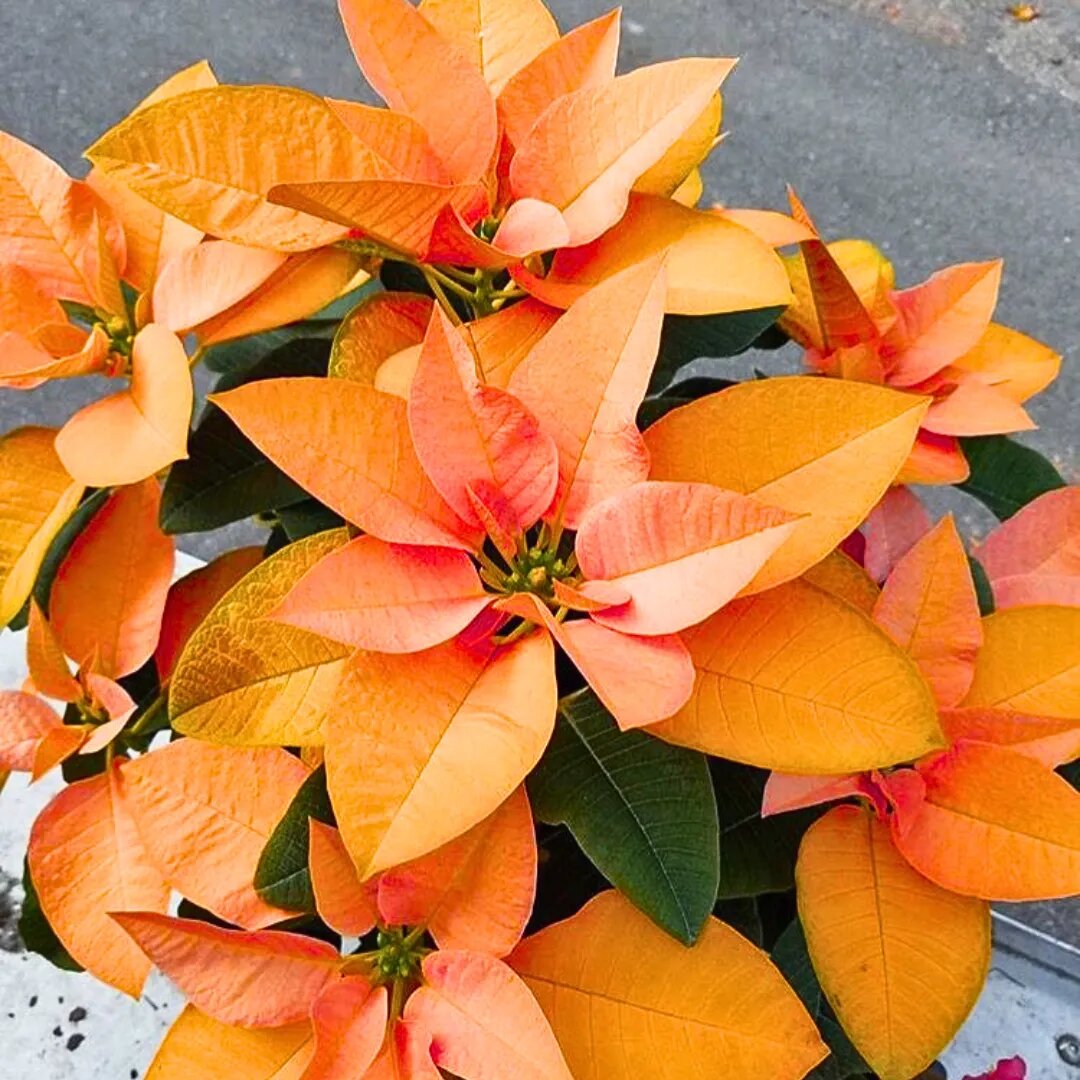 Orange Poinsettia Flower Seeds - Heirloom Non GMO High Germination Seeds