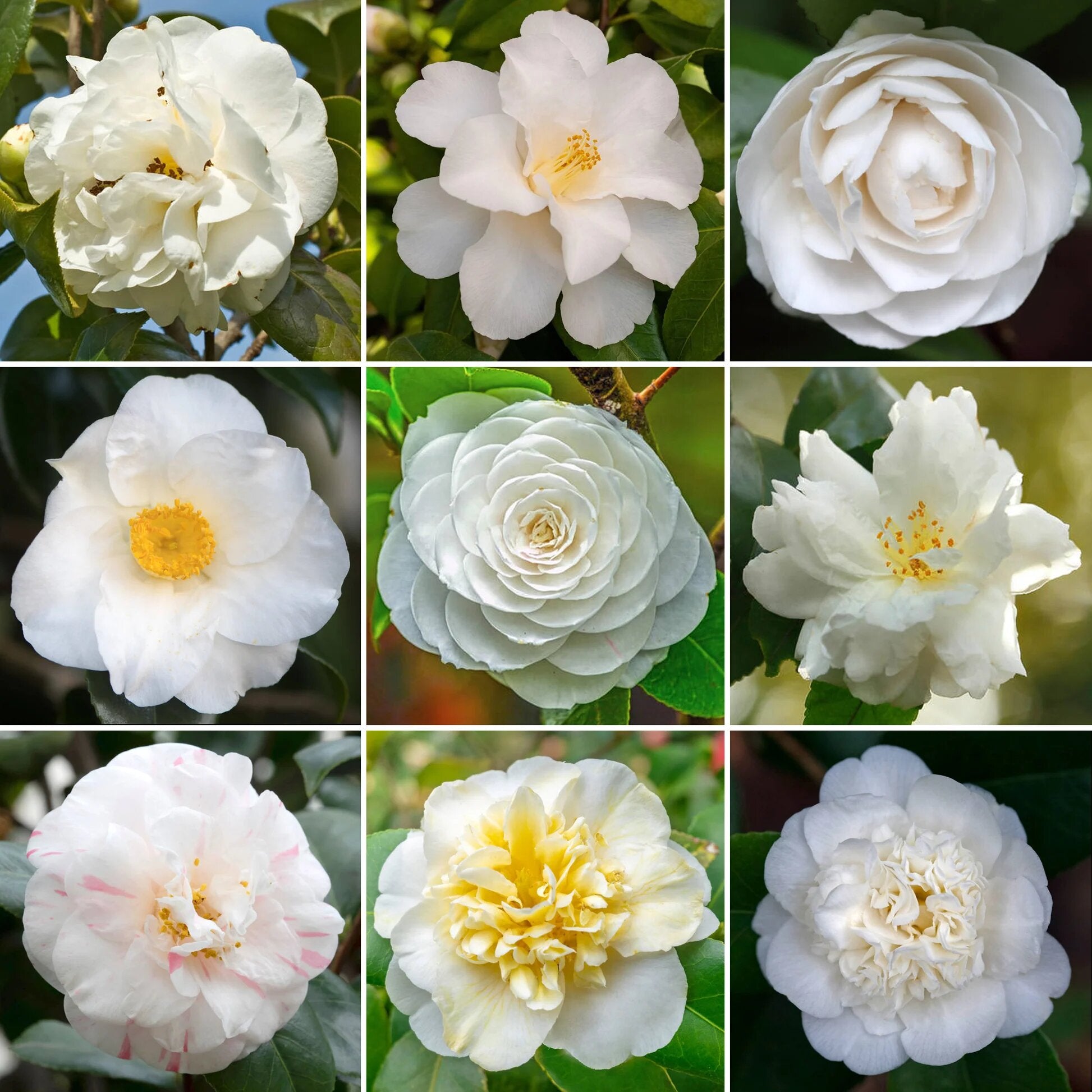 White Camellia Flower Seeds - Heirloom Non GMO Flower Seeds, High Germination Organic Garden Planting Seeds