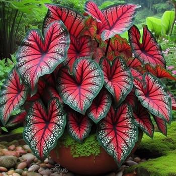 Red Caladium Bicolor Flower Seeds Heirloom Non-GMO High Germination Organic Garden Seeds - Heirloom Non GMO High