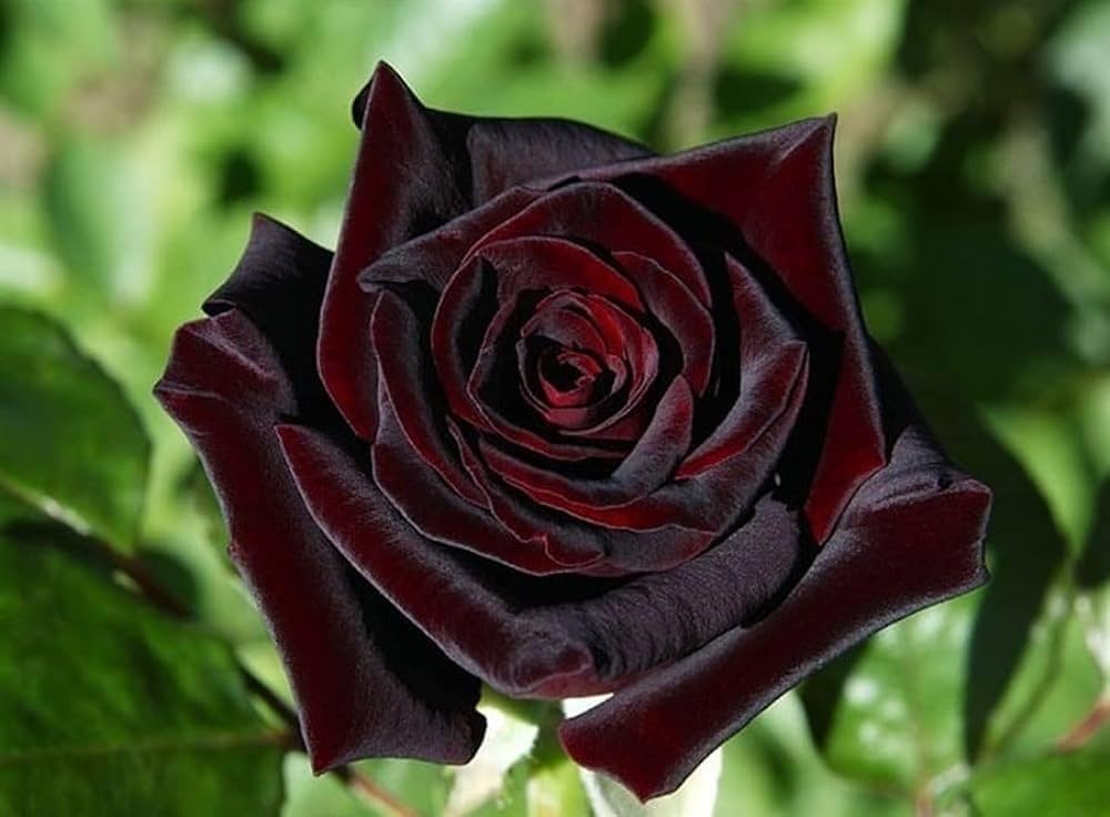 Red Black Rose Flower Seeds for Planting Heirloom Non-GMO High Germination Organic Garden Seeds - Heirloom Non GMO High