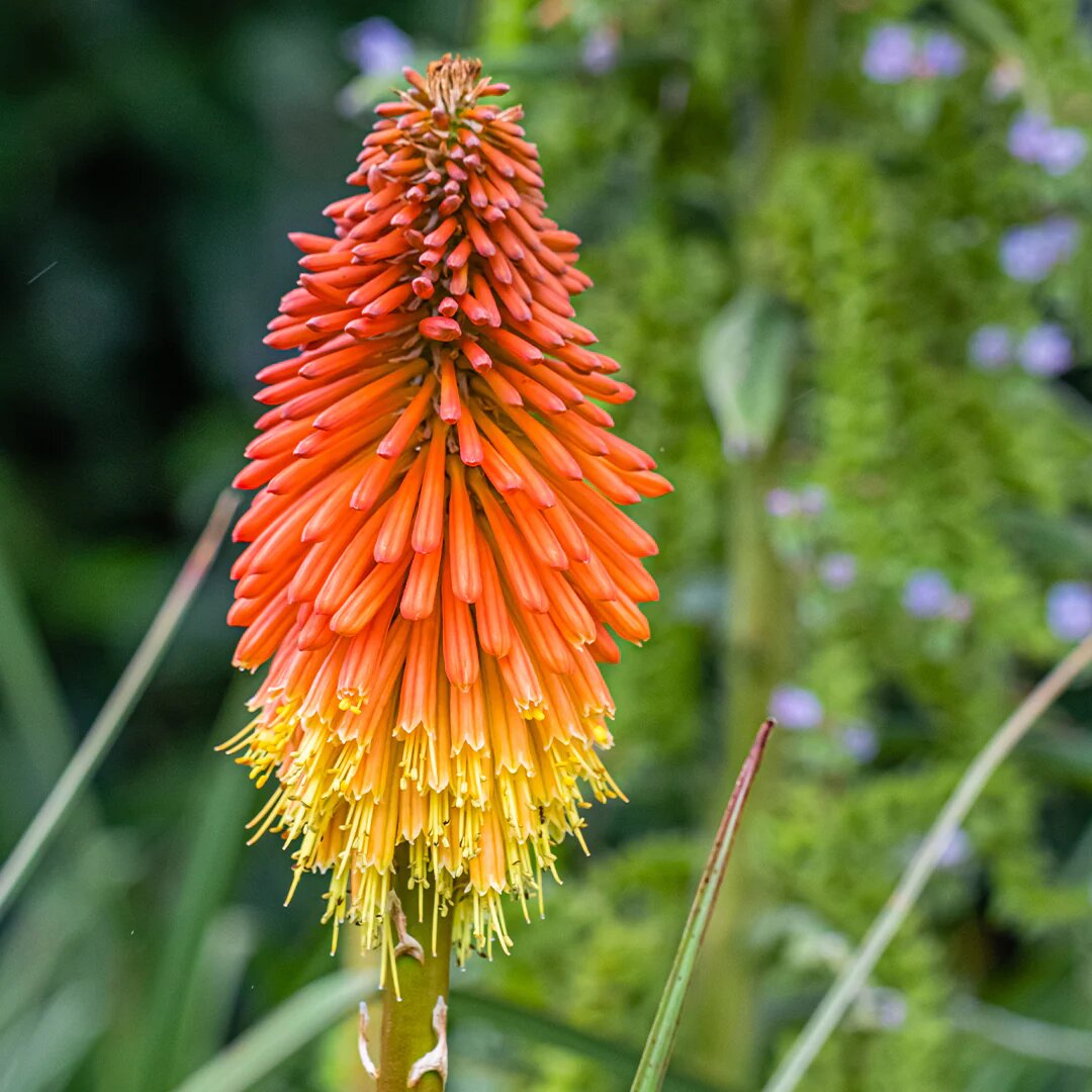 Orange Kniphofia Flower Seeds