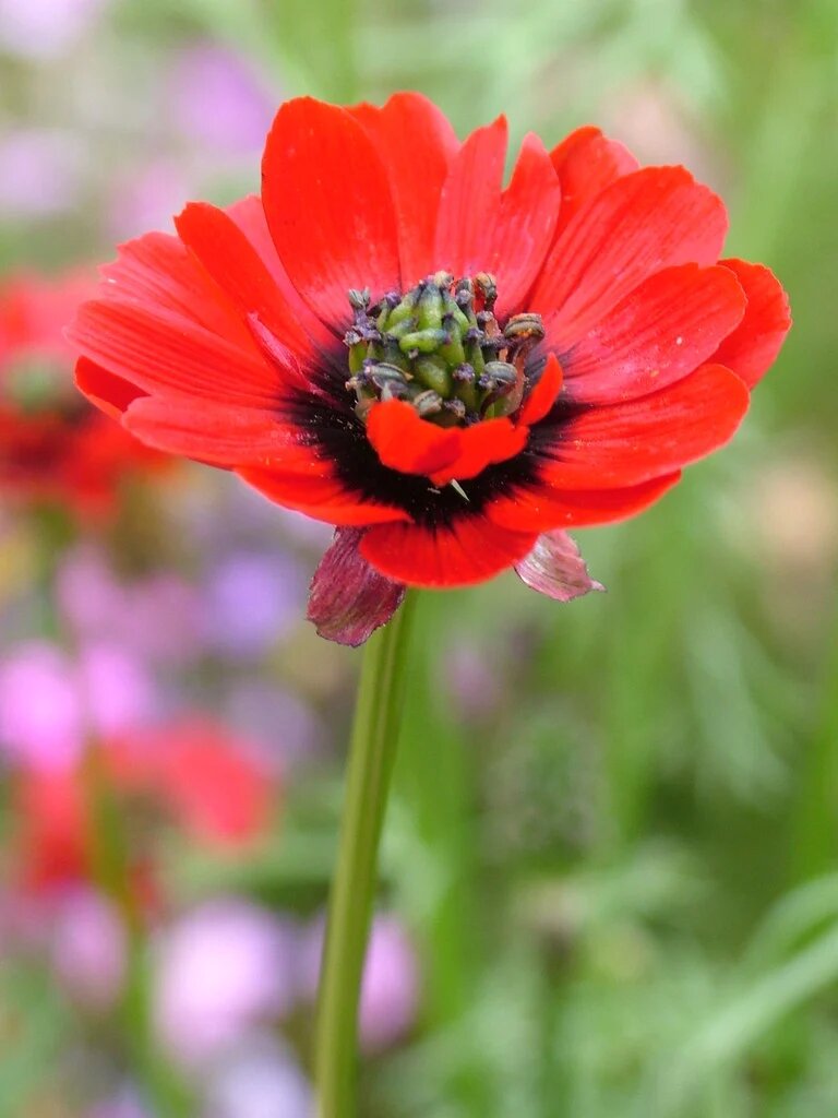 Adonis Flower Seeds