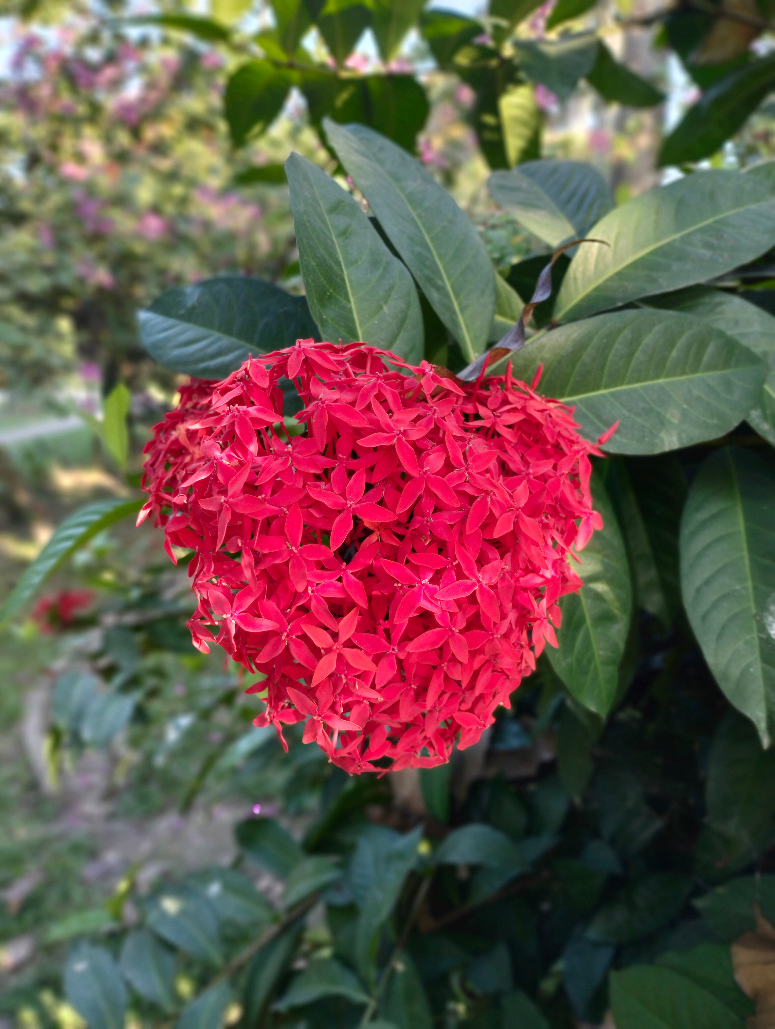 Red Ixora Flower Seeds - Heirloom, Non GMO, High Germination, Organic Garden Seeds