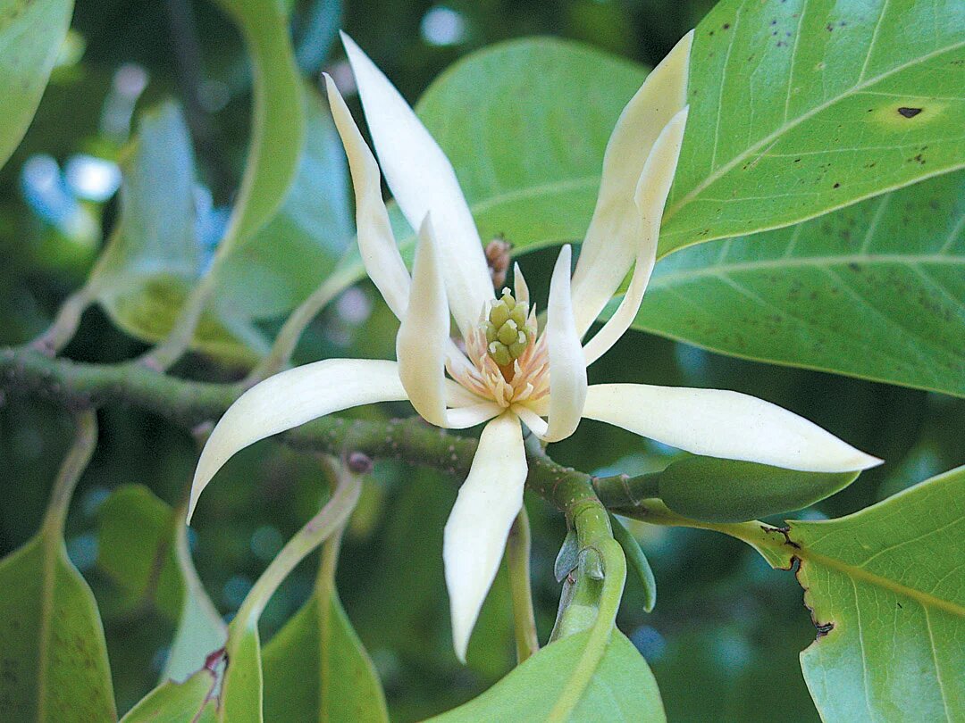 White Champaca Flower Seeds