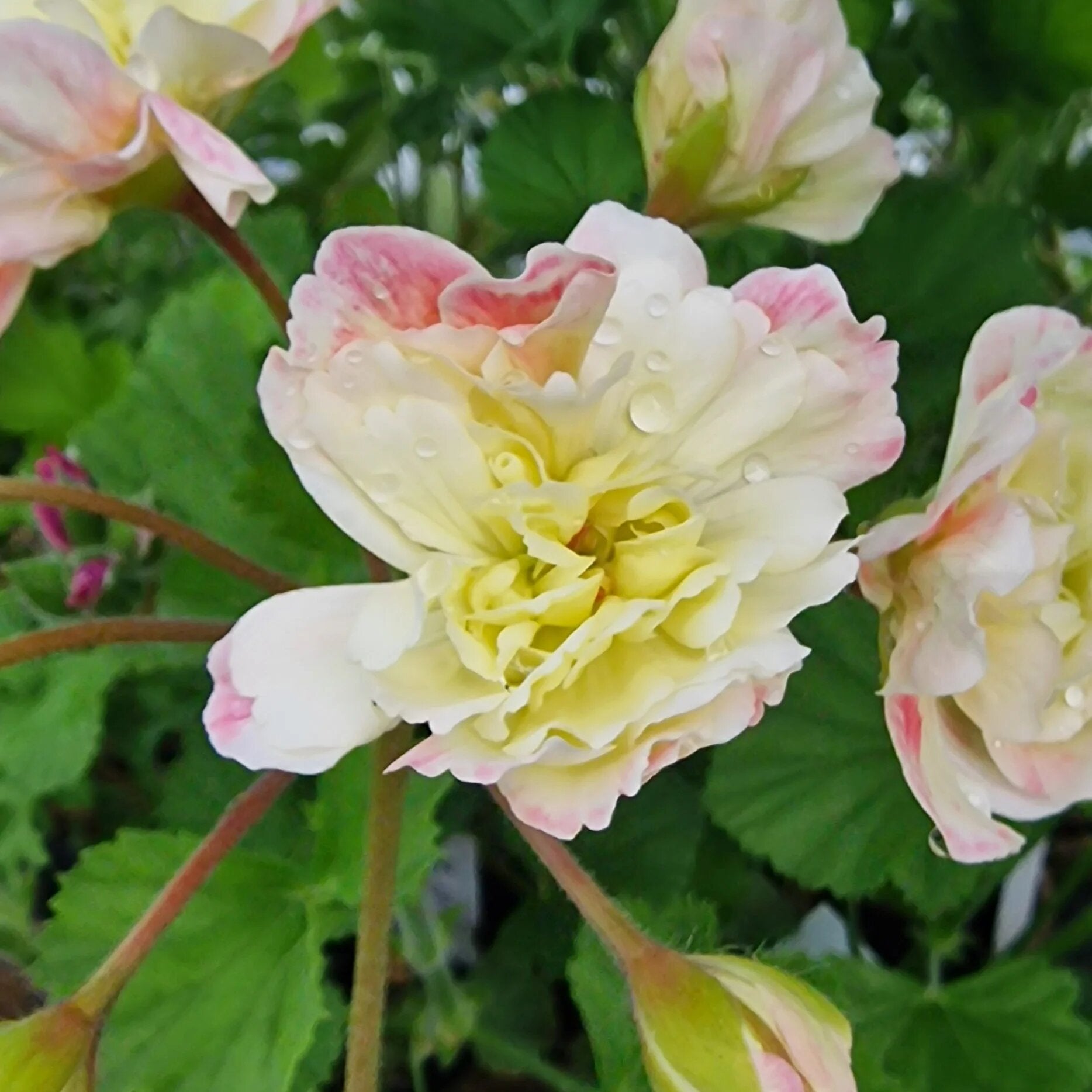 Pink Yellow Geranium Flower Seeds - Heirloom Non GMO High Germination Garden Planting Seeds