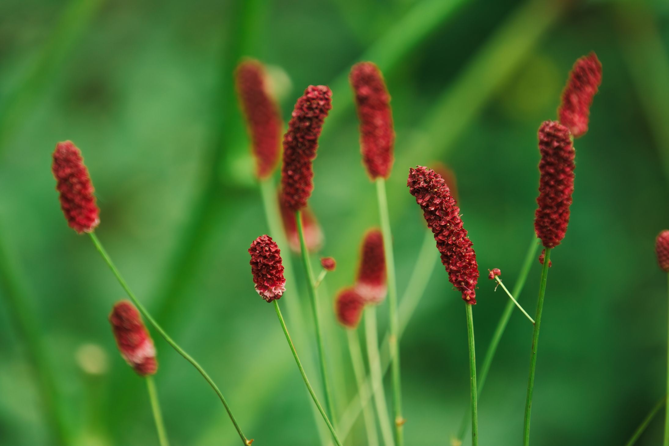 Red Burnet Sanguisorba Flower Seeds - Heirloom Non GMO High Germination Garden Planting Seeds